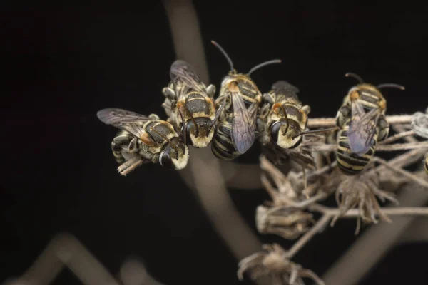 Schweißbienen Ruhen Auf Ästen — Stockfoto