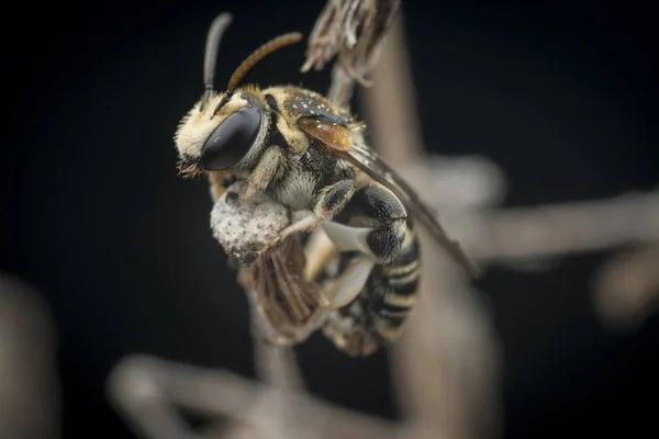 Abejas Sudoríparas Que Descansan Sobre Ramas Secas — Foto de Stock