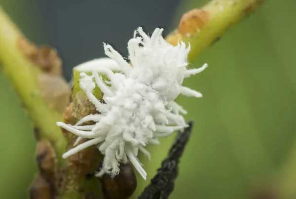 beyaz balmumu bulanık mealybug pseudococcidae.