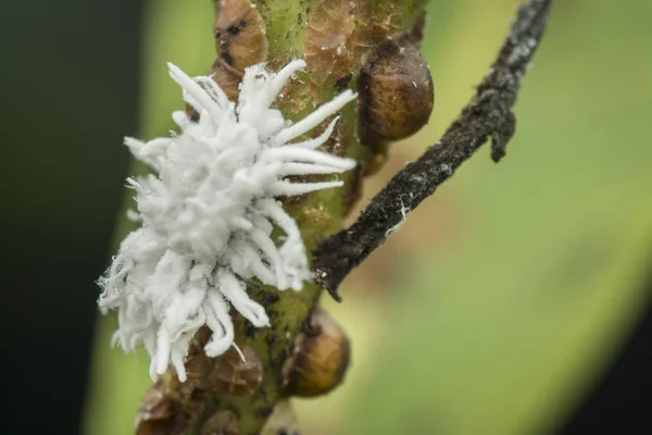 Bílý Voxy Chlupatý Mealybug Pseudokokcidiostatidae — Stock fotografie