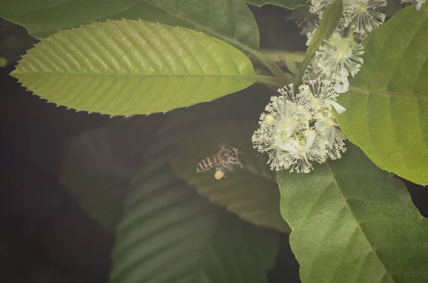 Honeybee Seeking Nectar Tetracera Sarmentosa Flower Misty Morning — Stock Photo, Image