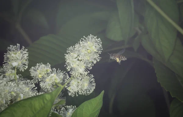 Abeille Recherche Nectar Sur Tetracera Sarmentosa Fleur Sur Matin Brumeux — Photo