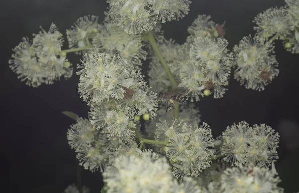 Abeille Recherche Nectar Sur Tetracera Sarmentosa Fleur Sur Matin Brumeux — Photo