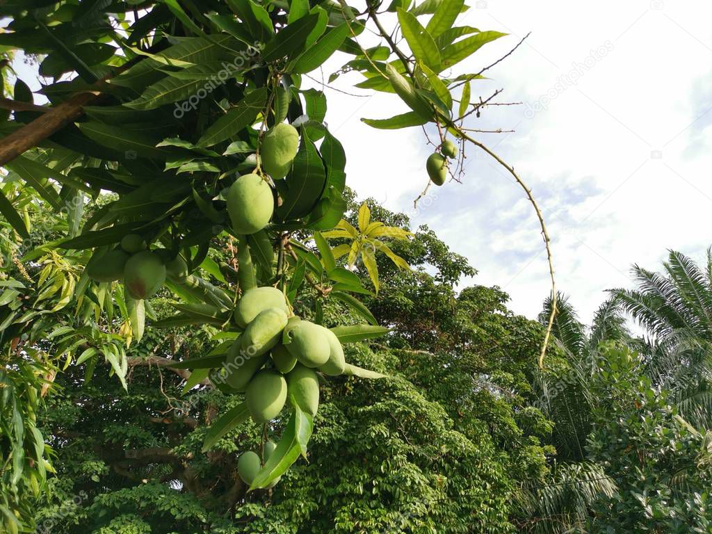 young flowery fruit of amrapali mango tree.