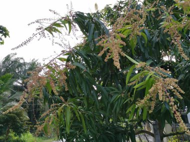 amrapali mango ağacının genç çiçekli meyve.
