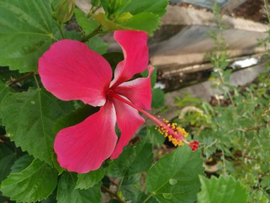 kırmızı hibiscus rosa sinensis ile yakın çekim