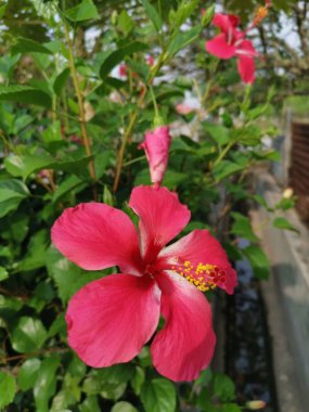 kırmızı hibiscus rosa sinensis ile yakın çekim