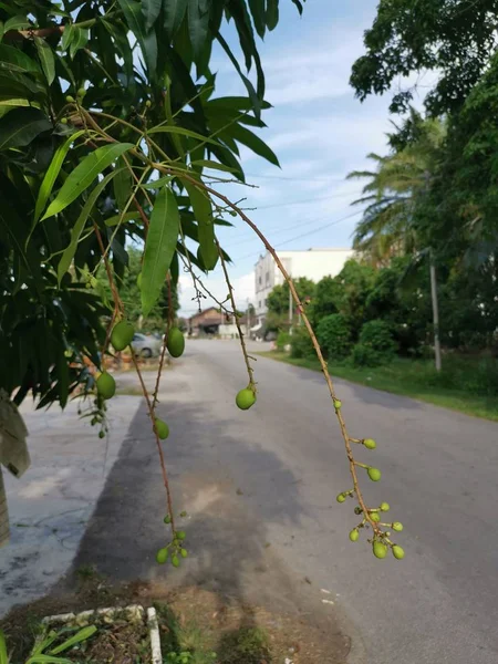 young flowery fruit of amrapali mango tree.