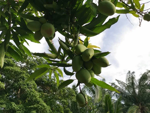 Fruto Florido Jovem Árvore Manga Amrapali — Fotografia de Stock