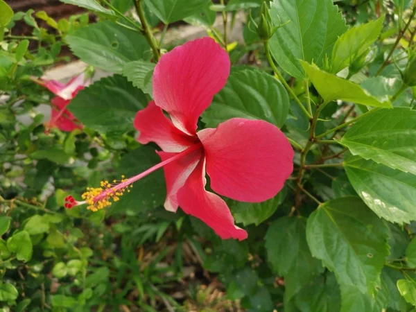 Kırmızı Hibiscus Rosa Sinensis Ile Yakın Çekim — Stok fotoğraf