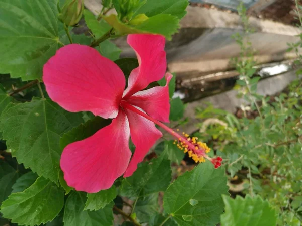 Kırmızı Hibiscus Rosa Sinensis Ile Yakın Çekim — Stok fotoğraf