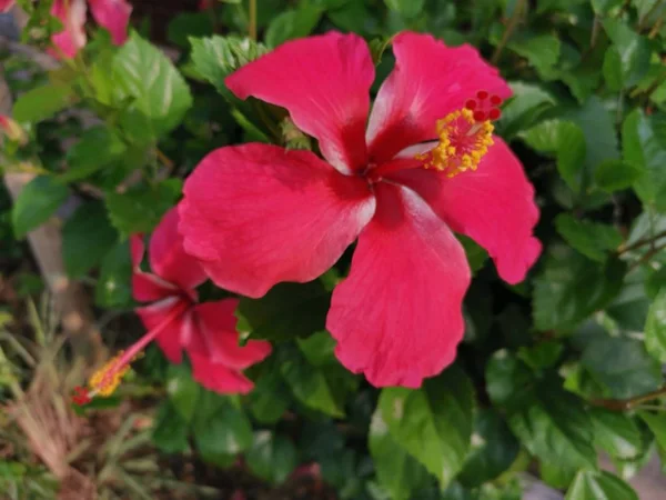 Close Com Hibisco Vermelho Rosa Sinensis — Fotografia de Stock