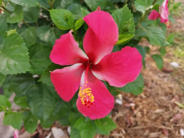 Zaostřená Červeným Ibišek Rosa Sinensis — Stock fotografie