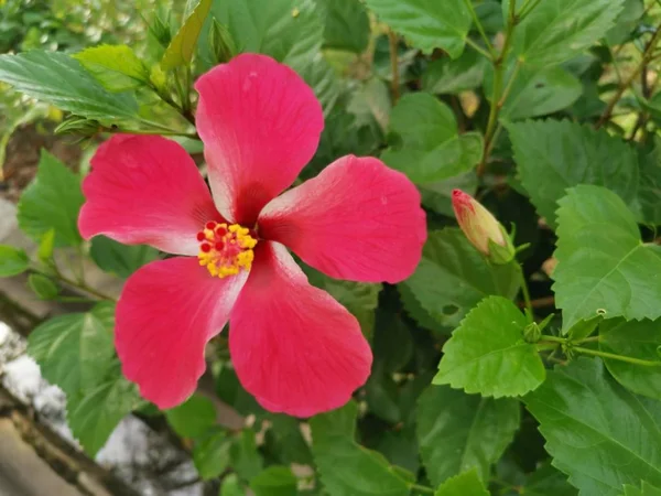 Kırmızı Hibiscus Rosa Sinensis Ile Yakın Çekim — Stok fotoğraf