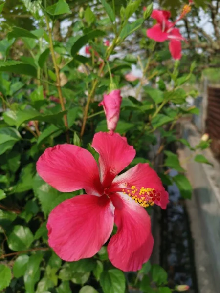 kırmızı hibiscus rosa sinensis ile yakın çekim