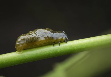 yaprak böceği yaşam döngüleri closeup çekim