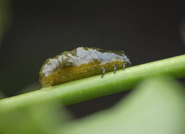 yaprak böceği yaşam döngüleri closeup çekim