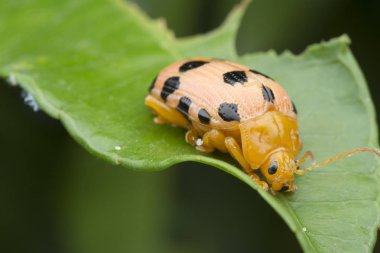 yaprak böceği yaşam döngüleri closeup çekim