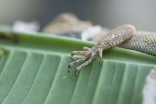 Asiatico Mutevole Lucertola Riposo Banana Foglia — Foto Stock