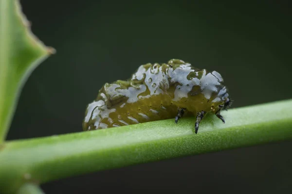 Närbild Skott Livscykeln Löv Skalbagge — Stockfoto