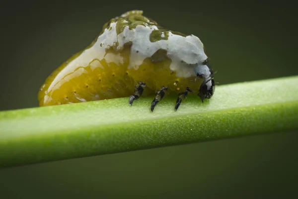 Close Shots Van Levenscycli Van Blad Kever — Stockfoto