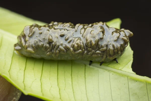 Gambar Closeup Dari Siklus Hidup Kumbang Daun — Stok Foto