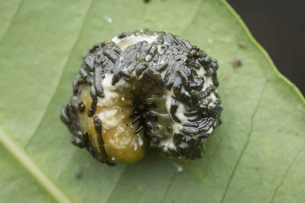 Closeup Shots Life Cycles Leaf Beetle — Stock Photo, Image