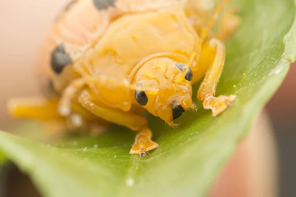 Primeros Planos Los Ciclos Vida Del Escarabajo Las Hojas — Foto de Stock