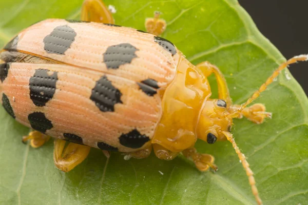 葉カブトムシのライフサイクルのクローズアップショット — ストック写真