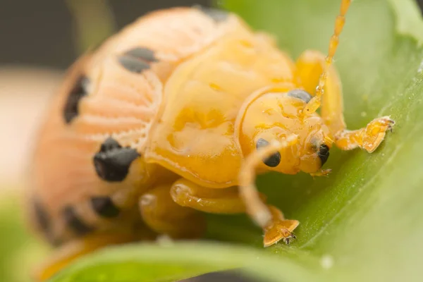 Primeros Planos Los Ciclos Vida Del Escarabajo Las Hojas —  Fotos de Stock