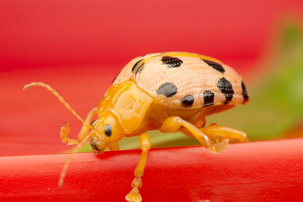 Primeros Planos Los Ciclos Vida Del Escarabajo Las Hojas —  Fotos de Stock
