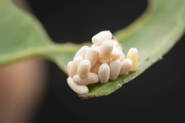 叶甲虫生命周期的特写镜头 — 图库照片