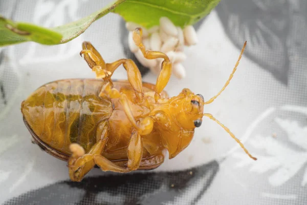 Closeup Shots Life Cycles Leaf Beetle — Stock Photo, Image