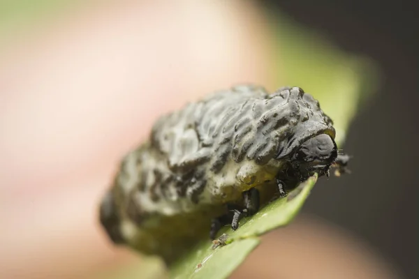 Primeros Planos Los Ciclos Vida Del Escarabajo Las Hojas — Foto de Stock