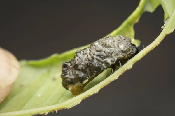 叶甲虫生命周期的特写镜头 — 图库照片