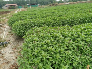 fesleğen sebze ekim çiftliği sahnesi