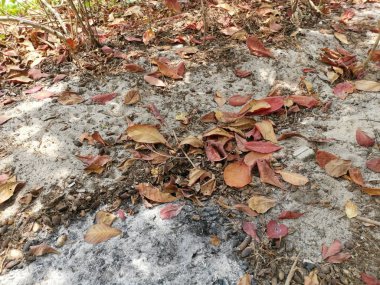 terminalia catappa ağaçlarının güzel yeşillik.