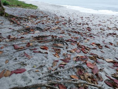 terminalia catappa ağaçlarının güzel yeşillik.