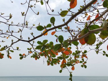 terminalia catappa ağaçlarının güzel yeşillik.