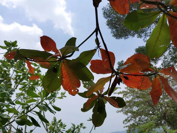 Beautiful Foliage Terminalia Catappa Trees — Stock Photo, Image