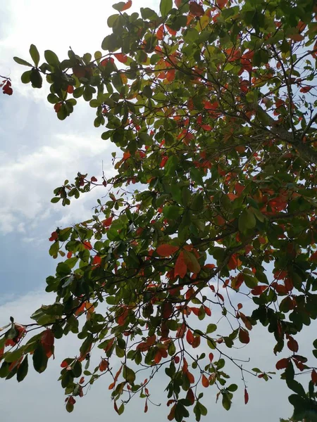 Красиве Листя Терралії Катапських Дерев — стокове фото