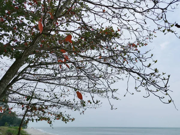 Vackra Lövverk Terminalia Catappa Träd — Stockfoto