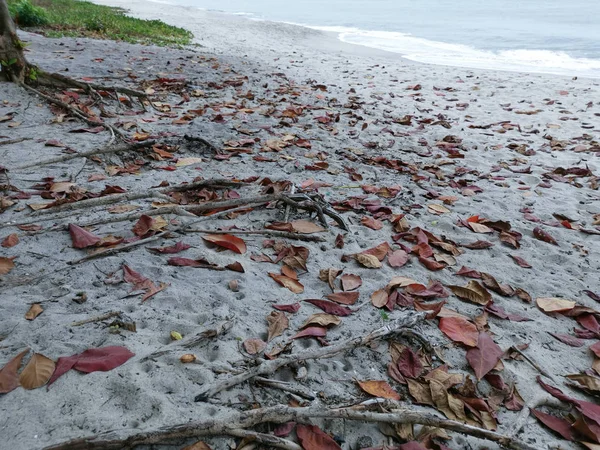 terminalia catappa ağaçlarının güzel yeşillik.