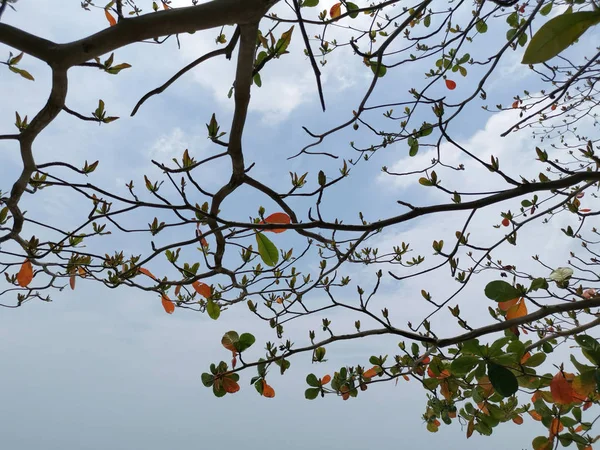 Красиве Листя Терралії Катапських Дерев — стокове фото