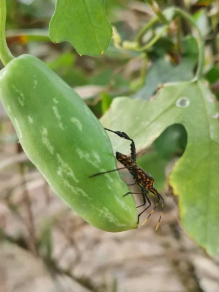 squash leaf footed bug on ivy gourd