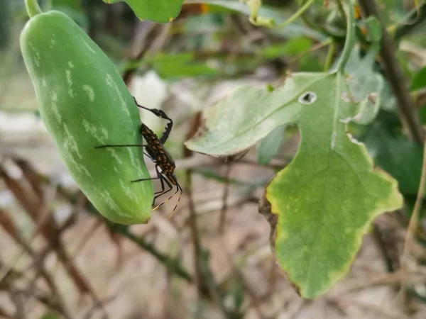 squash leaf footed bug on ivy gourd