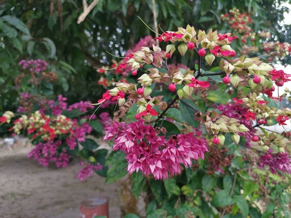 Aglomerado Belas Flores Floridas Clerodendrum Thomsoniae Balf — Fotografia de Stock