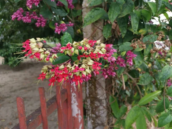 Klaster Piękne Kwitnące Clerodendrum Klerodendron Balf Kwiatów — Zdjęcie stockowe