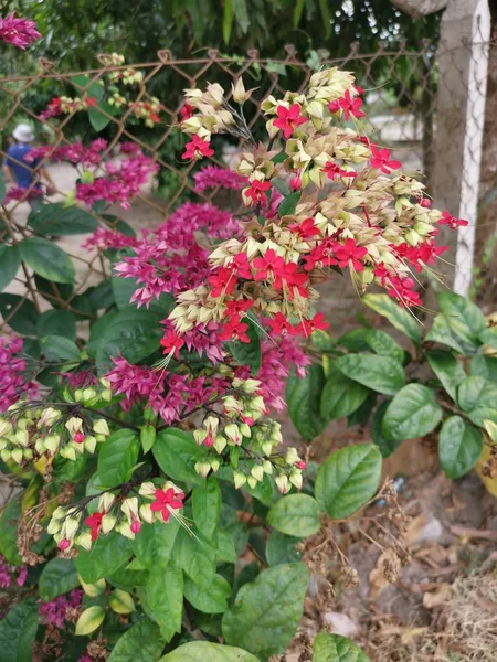 Güzel Çiçeklenme Clerodendrum Thomsoniae Balf Çiçek Kümesi — Stok fotoğraf