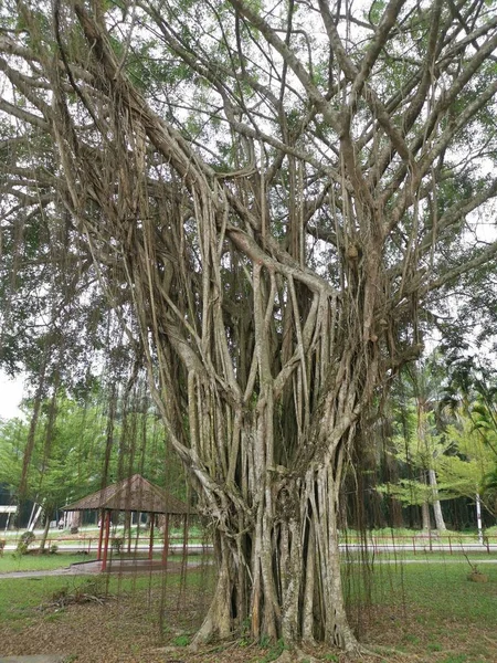 Cena Das Árvores Banyan Parque — Fotografia de Stock